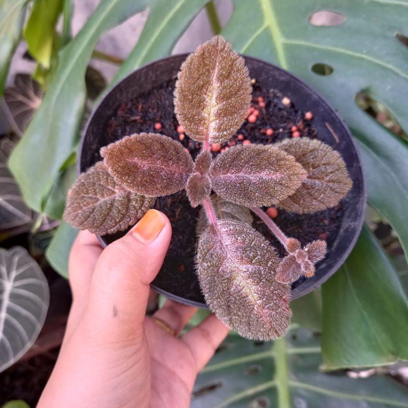 Tanaman Bunga Episcia Import Chocolate Velour Tanaman Bunga Episcia Chocolate Velour