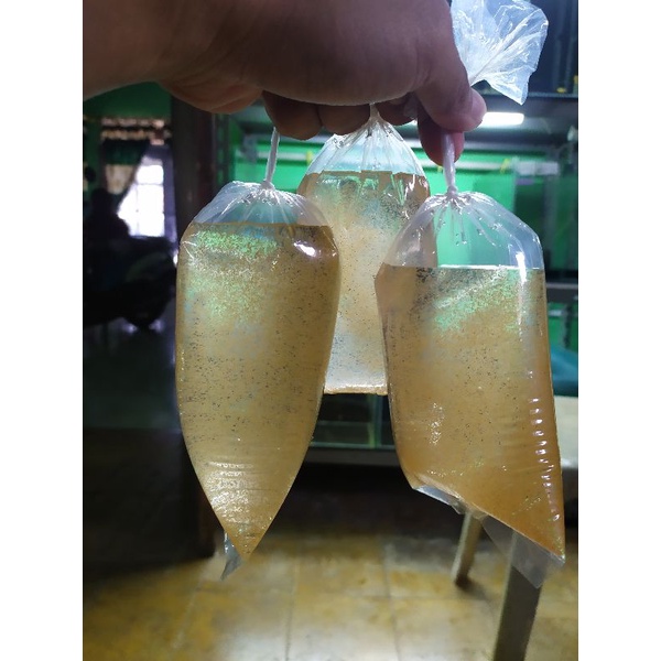 Artemia hidup/tetas sudah menetas