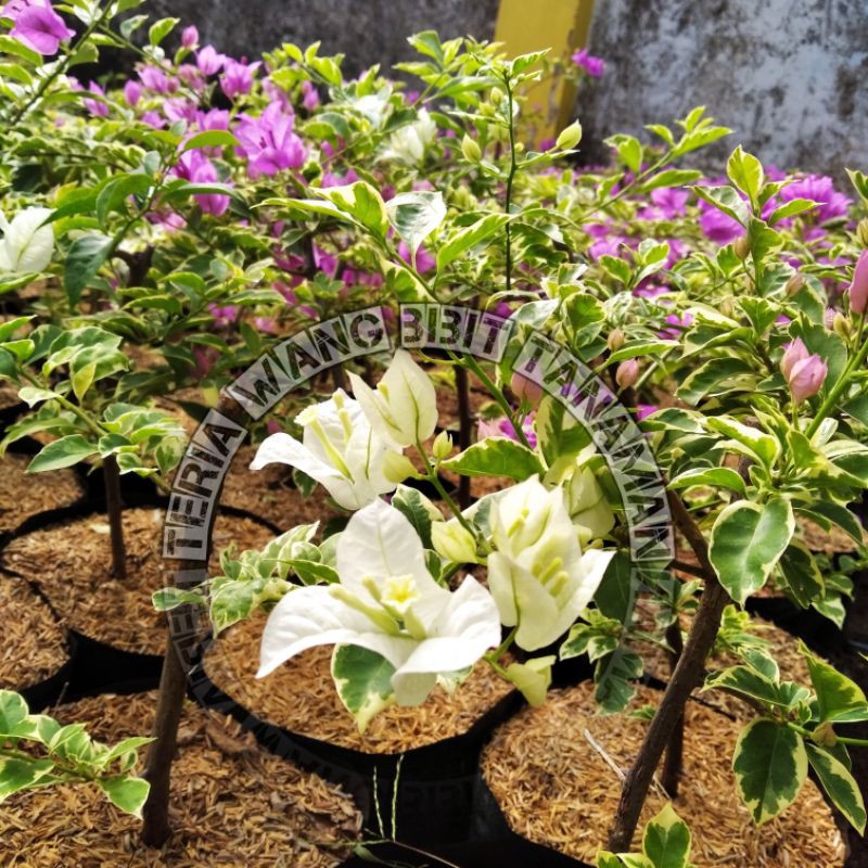 Bougenville putih Variegata