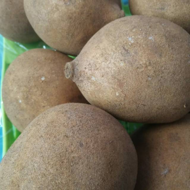 Buah Kepel Burahol segar habis petik 5kg~ Burahol Stelechocarpus burahol