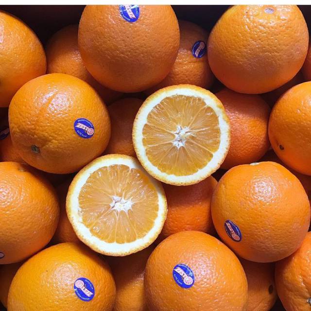 Bibit jeruk sunkist kualitas super kondisi berbunga berbuah