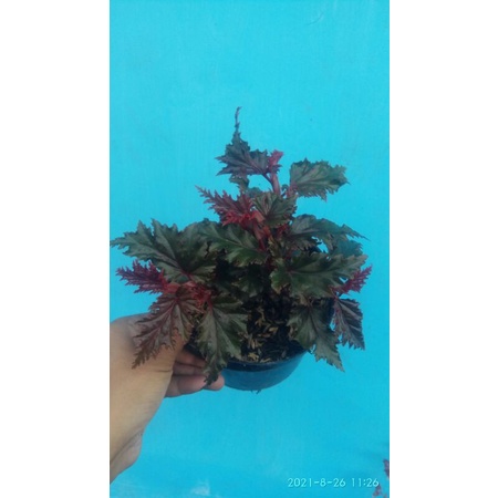Begonia Red - Begonia Rex Red - Begonia Cherry - Begonia Spider - Begonia Gifron - Begonia Serratipetala TERMURAH
