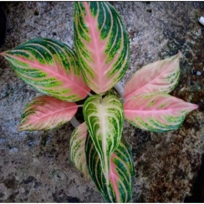 Aglonema Murah Anakan Pink Sunset Best Seller