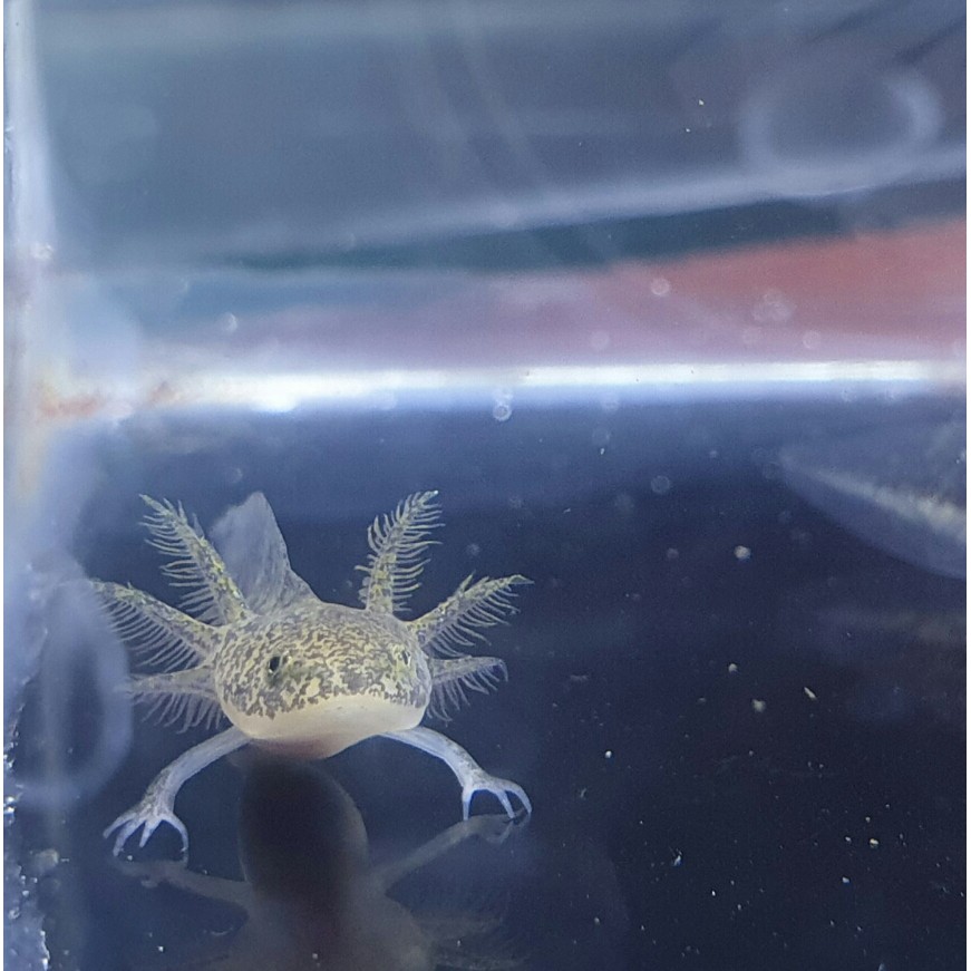 AXOLOTL SALAMANDER TIGER DARKWILD +-4cm IKAN HIAS HIASAN AQUARIUM DOGFISH WALKINGFISH DRAGONFISH