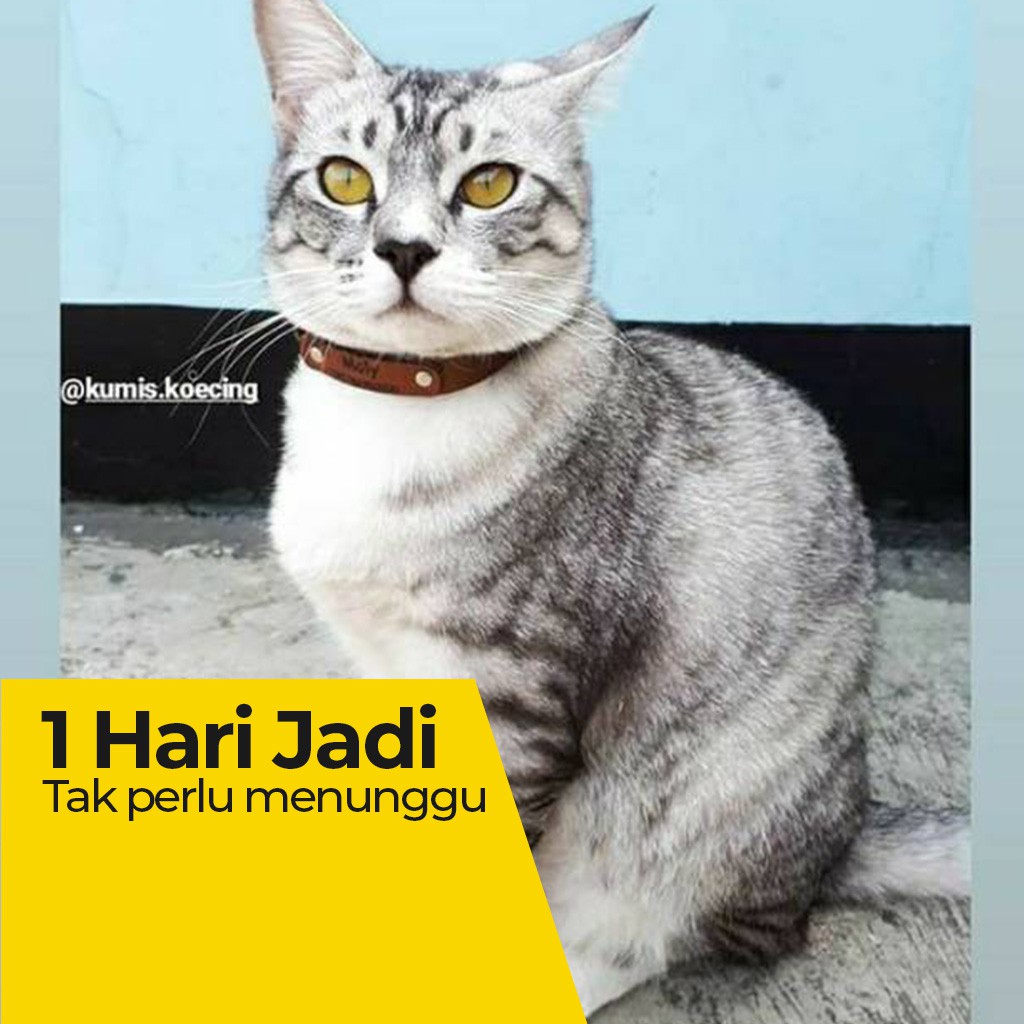 LOOD KALUNG KUCING CUSTOM NAMA - TAG DI TALI