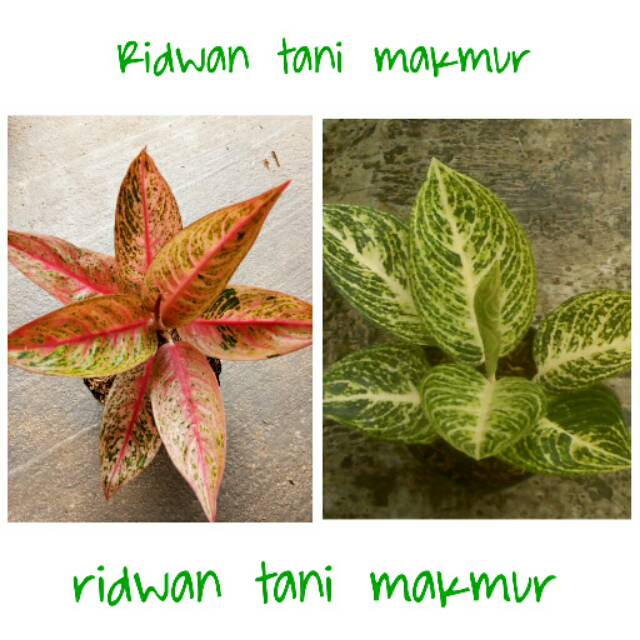 Bibit bunga aglonema legaci merah dan putih