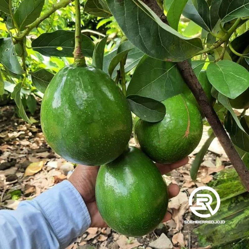 Bibit ALPUKAT MIKI - BERBUAH JENIS MIKI DEPOK