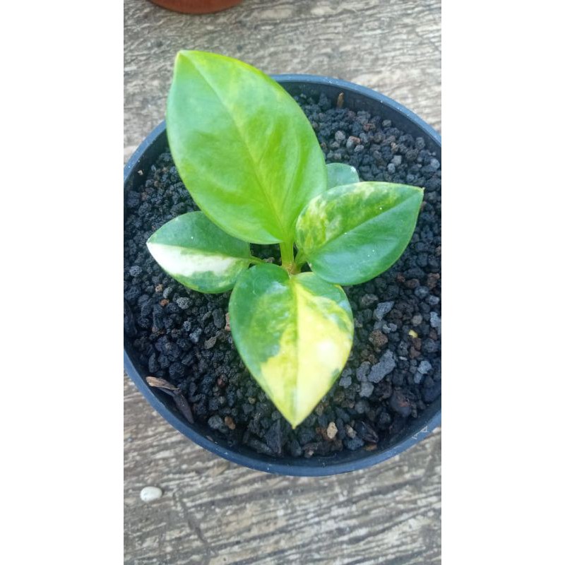 anthurium jemani mangkok varigata