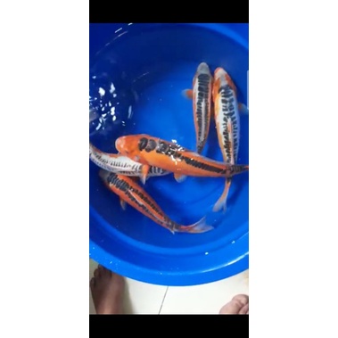 ikan koi shusui size 30-33cm