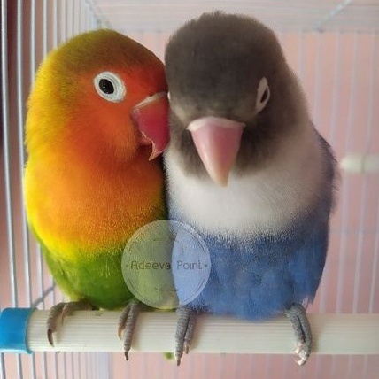 Burung Lovebird | Sepasang Dewasa | Josan | Mangsi | Adeeva Point