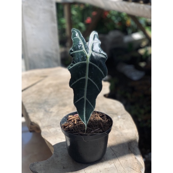 Alocasia amazonica