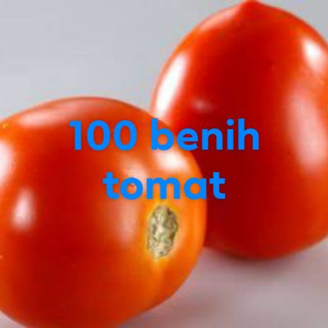 100 benih tomat repack permata baru tomat unggul triko