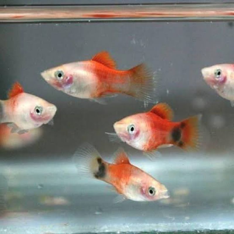Ikan hias kecil Mickey Mouse ikan hias aquarium aquascape jenis air tawar ikan lucu ikan unik ikan c