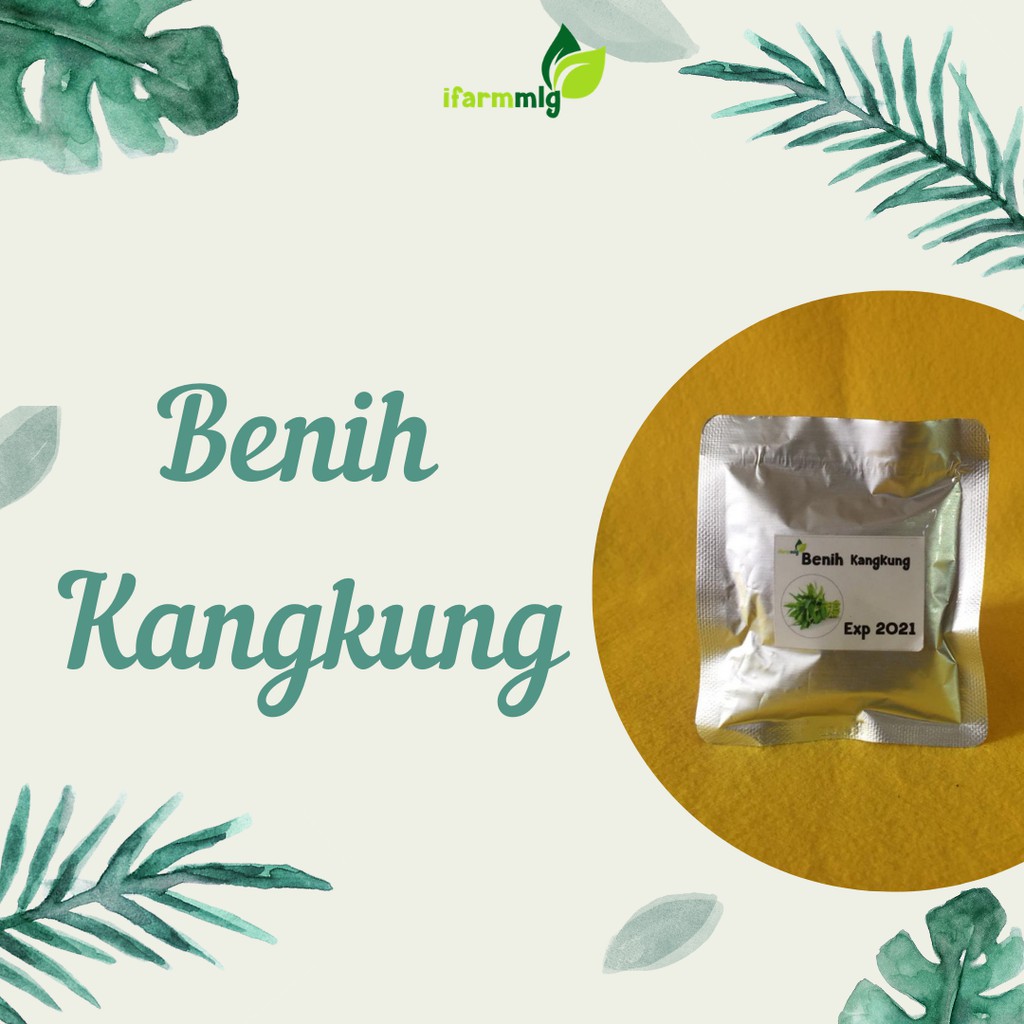 Benih Kangkung -  Bibit Kangkung - Kangkung Bangkok - Kangkung Hidroponik