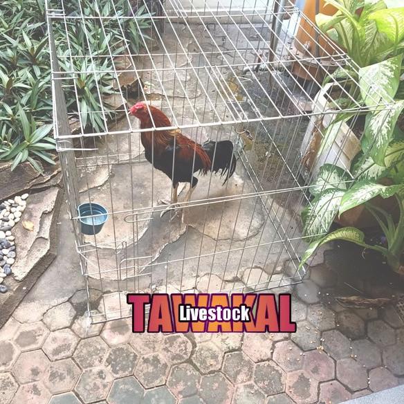 [[BISA COD]] KURUNGAN BESI/KANDANG AYAM BANGKOK/TENGGARAN UMBARAN AYAM JAGOBANGKOK ORIGINAL