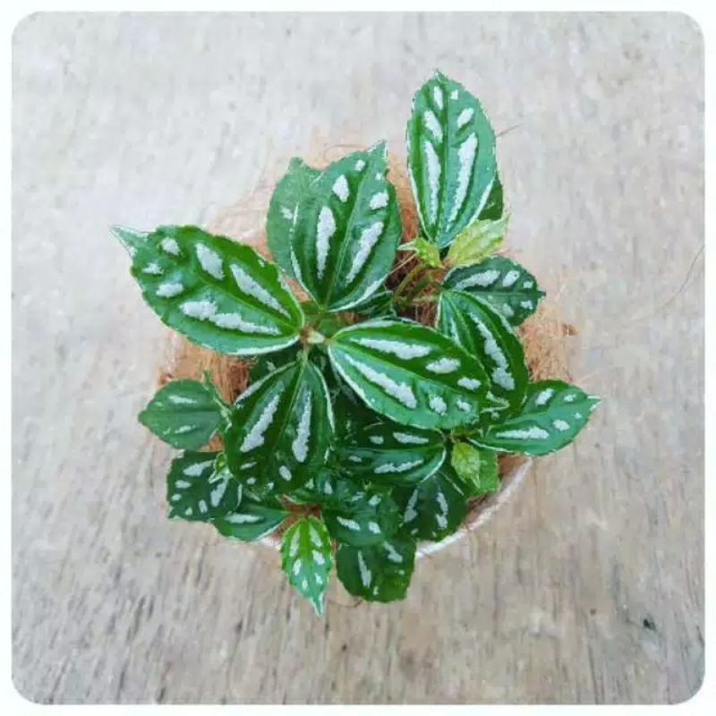 Tanaman Hias Pilea Cardierei hidup (beli 5 gratis 1)