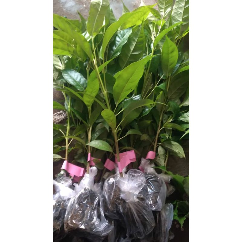Bibit Bunga Sakura Tabepuya (100 ribu dapat 20 bibit)