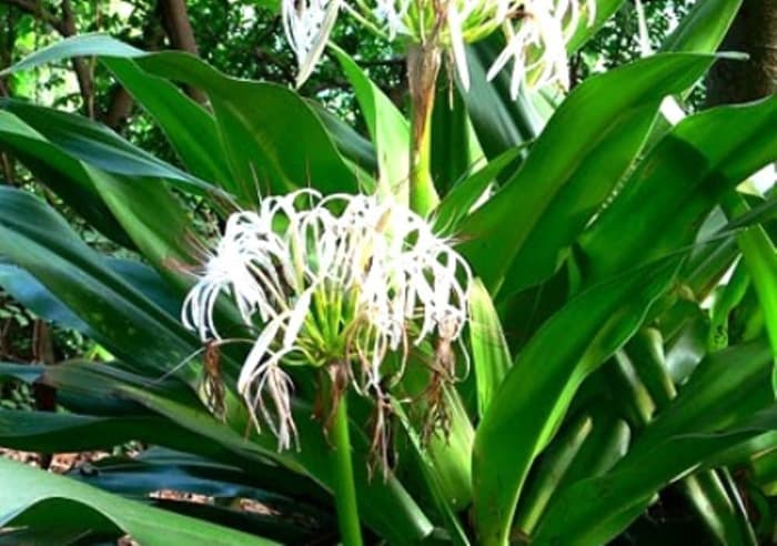 

Daun Bakung Herbal TERLARIS