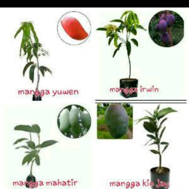 Paket 4 Bibit Mangga
