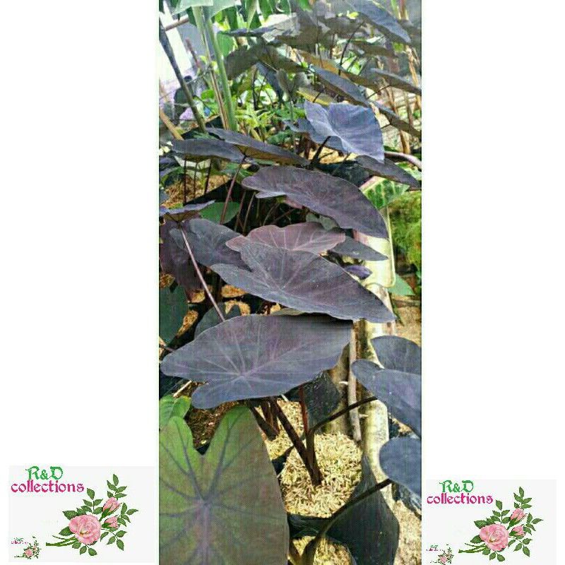 tanaman hias keladi black magic / caladium black magic / talas hitam pekat langka