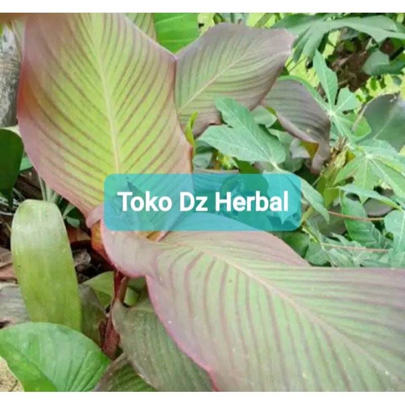 Jual bibit ganyong merah / bibit ganyong super-az