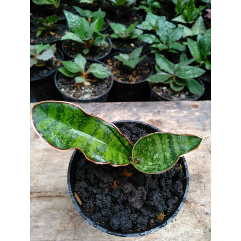 Tanaman hias mini sansevieria / sansivera malawi bat