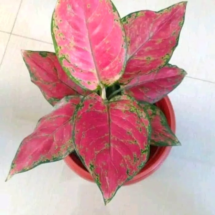 Tanaman Hias Aglonema dud anjamani - Aglonema dud anjamani