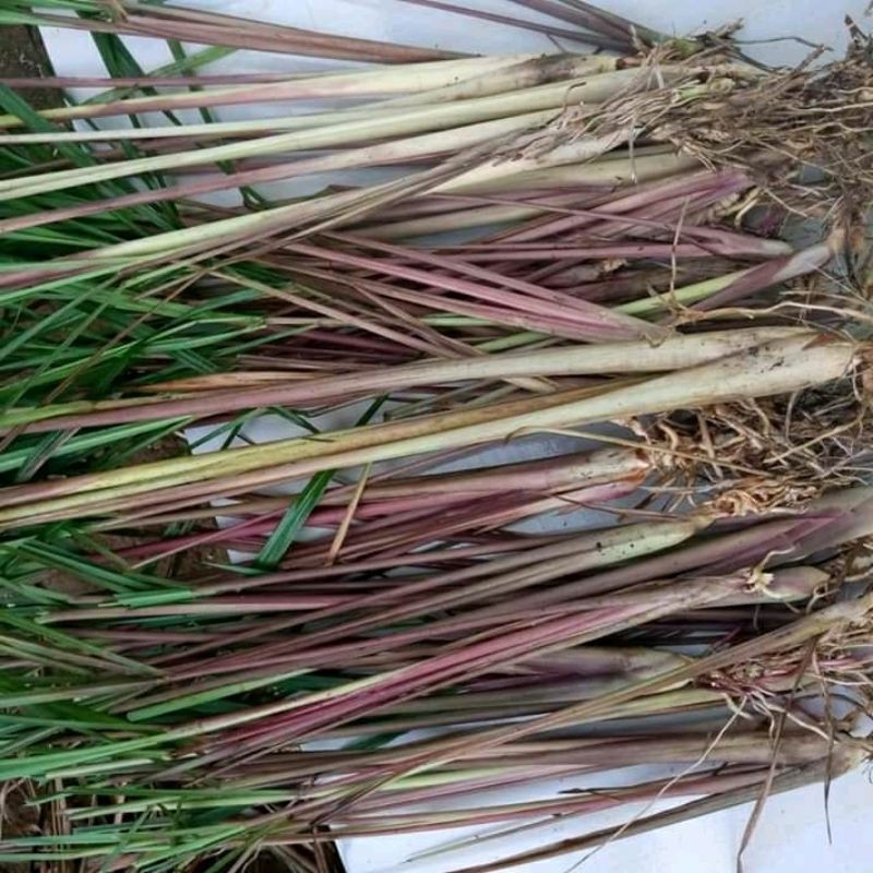 

sereh wangi/sreh merah lanang