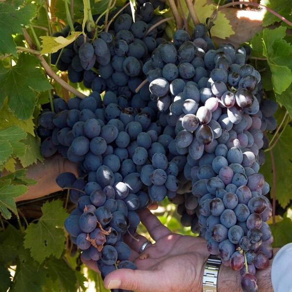 Bibit Anggur Hitam Import Autumn Royal Seedless