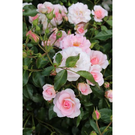 Mawar Import ROSARIO - Mawar import murah - tanaman hias