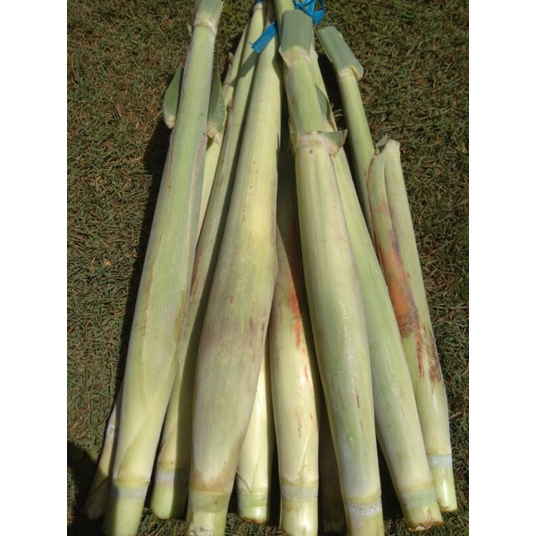 

terubus..terubuk,telur tebu..1kg