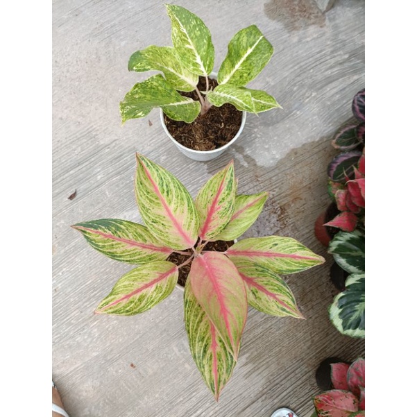 goldensweat dan Striptis White