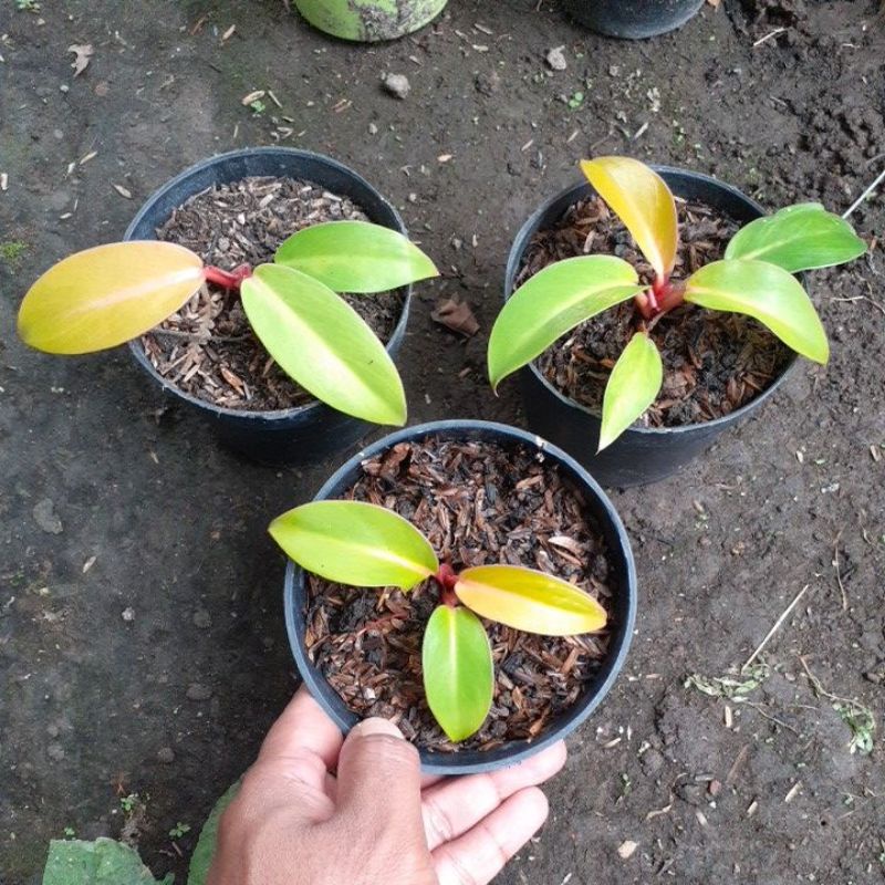 Philodendron orange juice