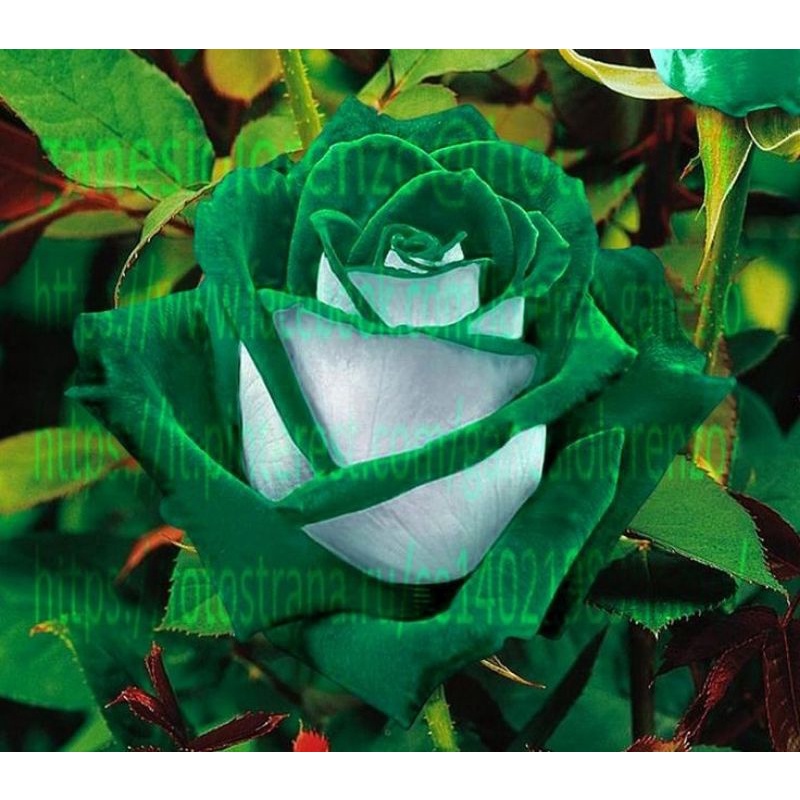 TANAMAN HIAS BIBIT BUNGA MAWAR GREEN ROSE