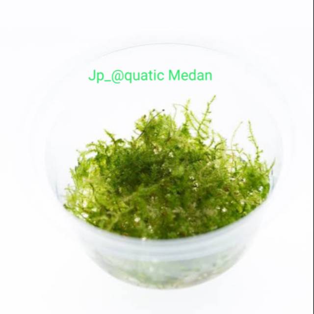 Tanaman Aquascape Moss christmas