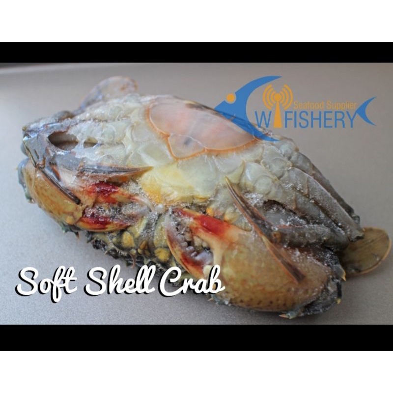 

Kepiting Soka - Soft Shell Crab