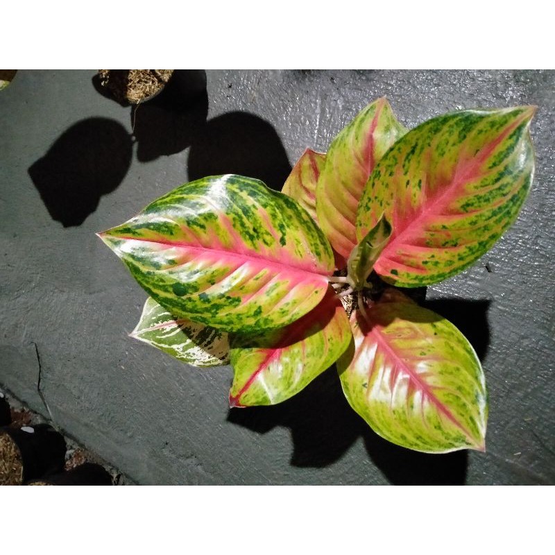 Aglonema Andini UK-Dewasa