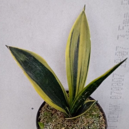 sansivera golden flame