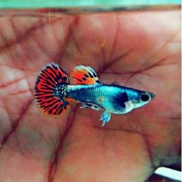 

Ikan guppy platinun red mozaik big ear
