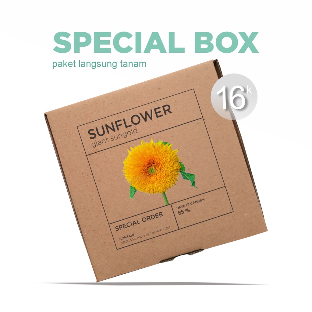 Paket Langsung Tanam - Gardening Kit - SPECIAL BOX - Benih Sunflower Giant Sungold Bunga Matahari Seeds