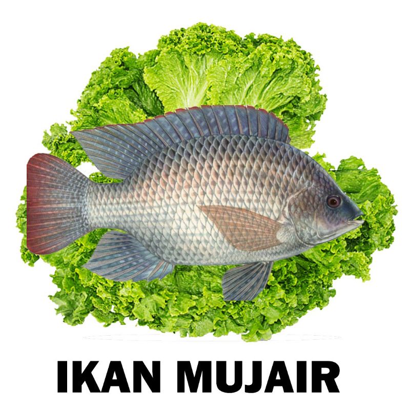 

IKAN MUJAIR HIDUP SEGAR EVITA FRESH FISH