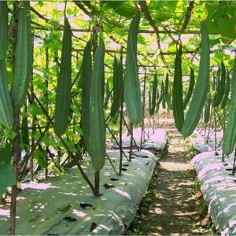 Bibit Sayur Oyong Gambas F1 Hibrida - Benih Sayuran