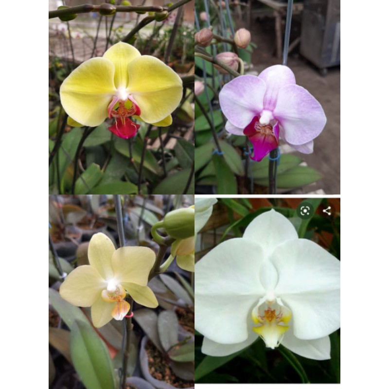 Anggrek bulan Taiwan