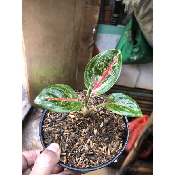 Aglonema Red Legacy baby