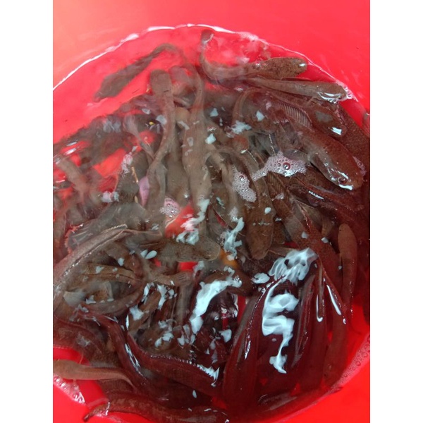 

chana-limbata-hiasan-akuascape