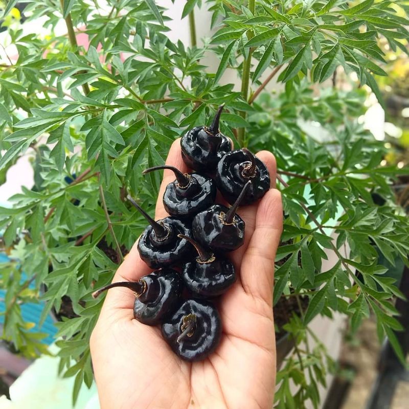 benih cabe cupetinho ungu