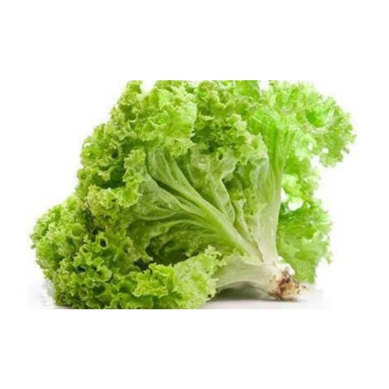 

SAYUR MEDAN | SELADA KERITING HIJAU SEGAR