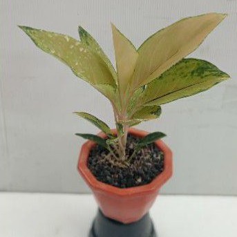 Aglaonema Golden love