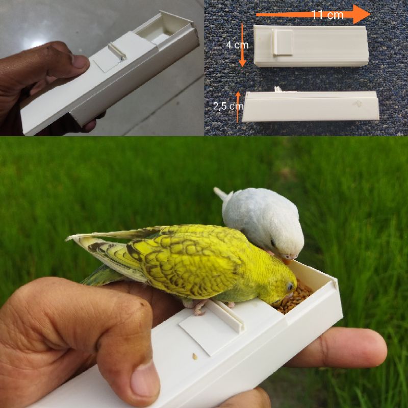 Pointer untuk melatih burung paruh bengkok