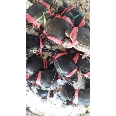 

kepiting daging ( hidup )